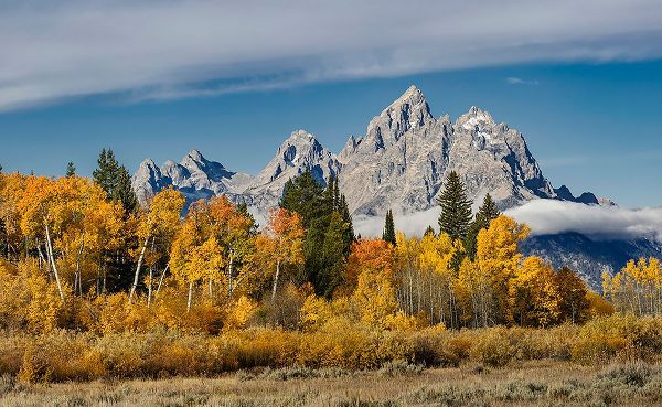 Jones, Adam 아티스트의 Golden aspen trees and Cathedral Group-Grand Teton National Park-Wyoming작품입니다.